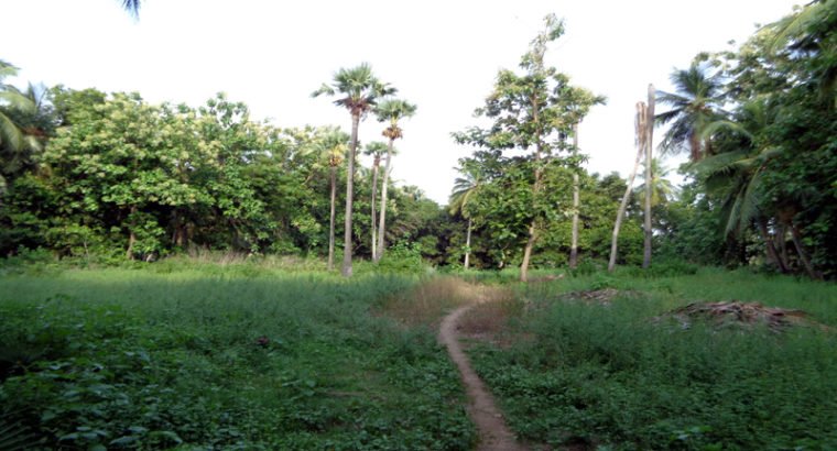 Agriculture Land For Sale at Katrenikona, Mummidivaram