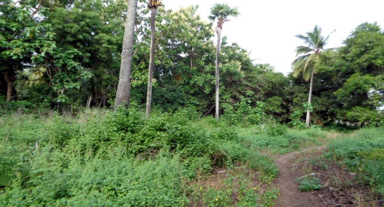 Agriculture Land For Sale at Katrenikona, Mummidivaram