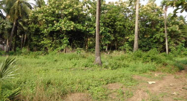 Agriculture Land For Sale at Katrenikona, Mummidivaram