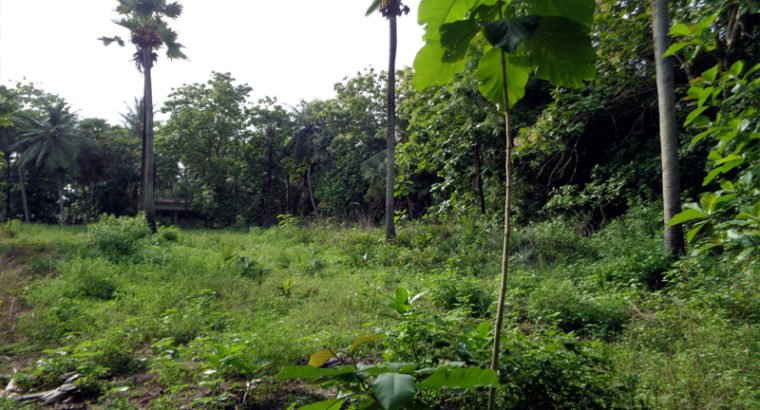 Agriculture Land For Sale at Katrenikona, Mummidivaram