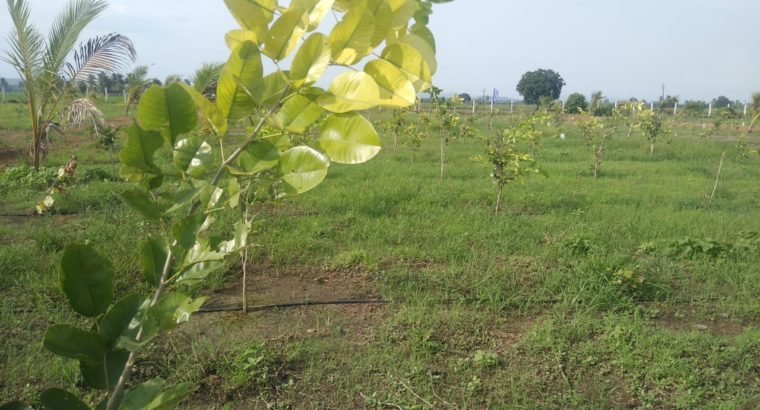 Aamogha Gardens – Easy EMI Options on Sandalwood Plantation @ Kakinada