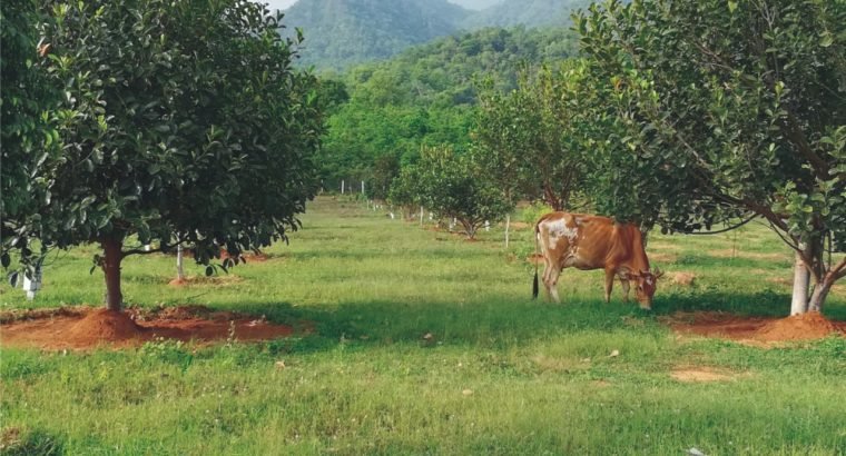 Sandal Wood Plantation Plots for Sale at Aaraku Valley