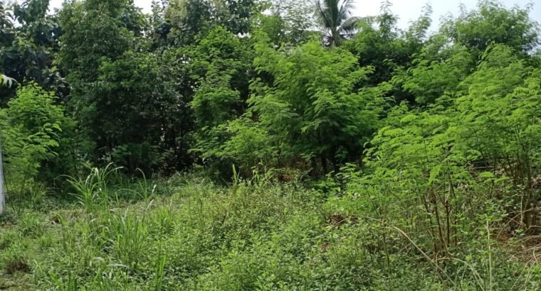 Open Land for Sale at Palangi, Tanuku
