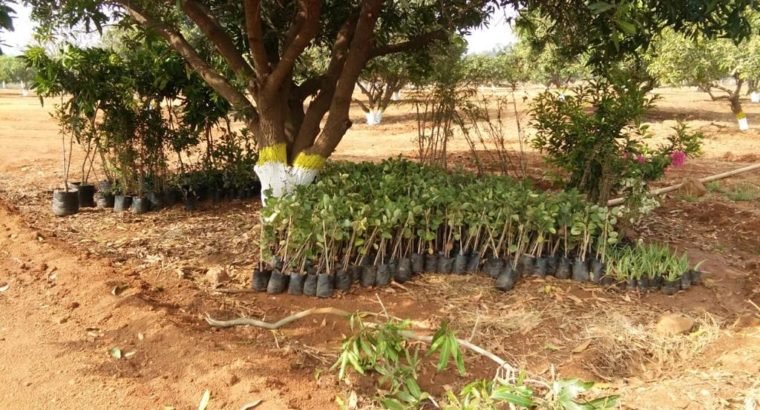 99 Acres Mega Farm Land Project at Madhavaram, Missannapeta Main Road, A.Konduru.