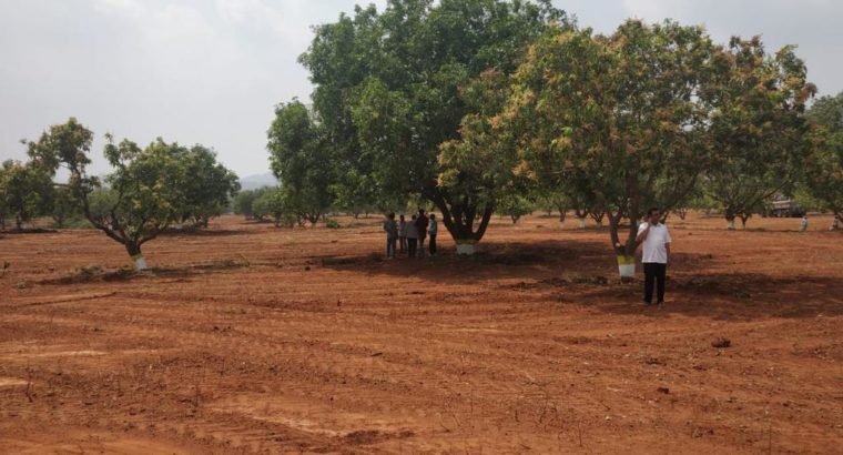 99 Acres Mega Farm Land Project at Madhavaram, Missannapeta Main Road, A.Konduru.