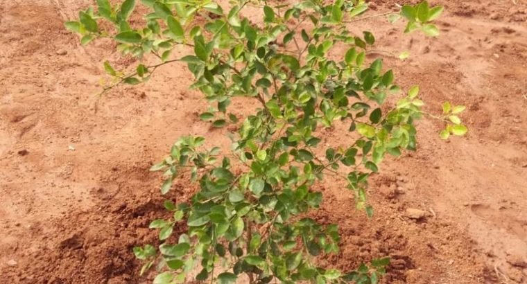 99 Acres Mega Farm Land Project at Madhavaram, Missannapeta Main Road, A.Konduru.