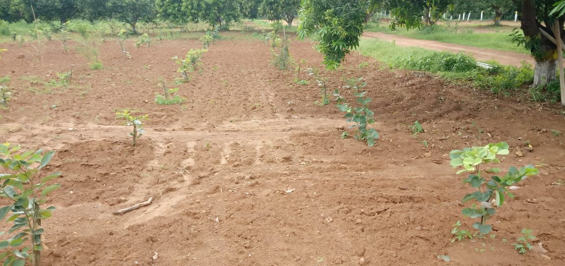 Farm lands in Krishna district low pricess