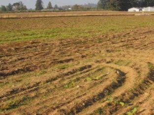 Agricultural Land For Sale at Variguntham Village, Kulcharam, Medak