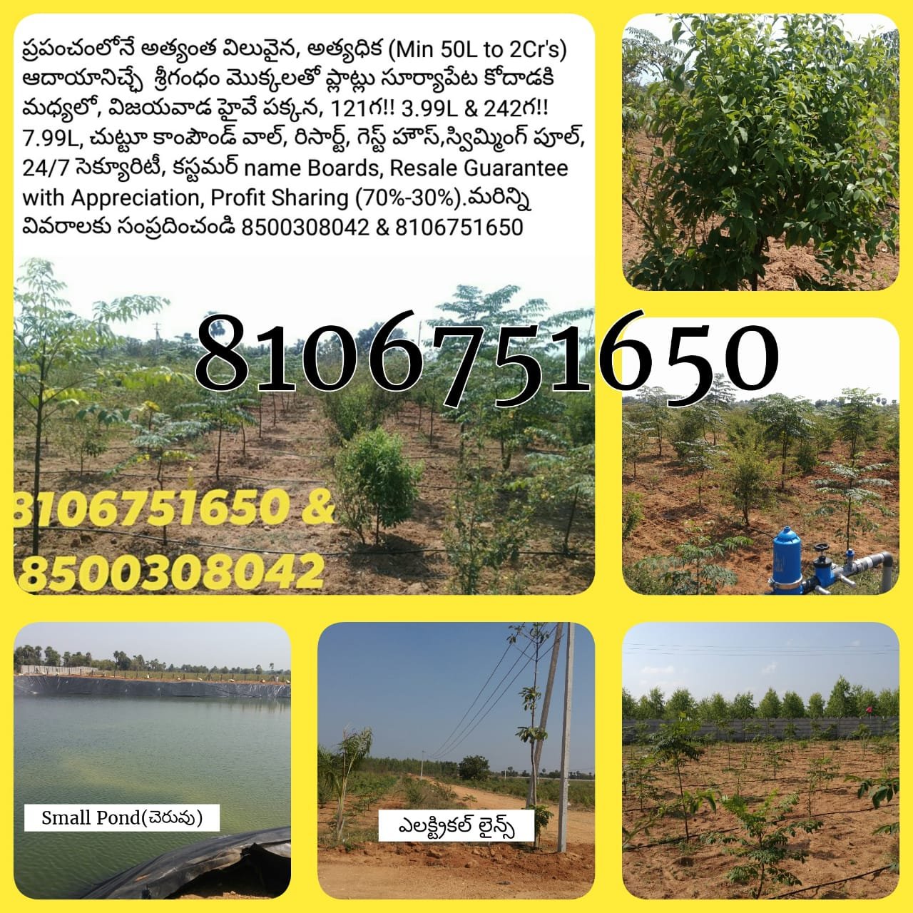 అత్యధిక ఆదాయానిచ్ఛే శ్రీగంధం మొక్కలతో ప్లాట్లు సూర్యాపేట కోదాడకి మధ్యలో, విజయవాడ హైవే పక్కన