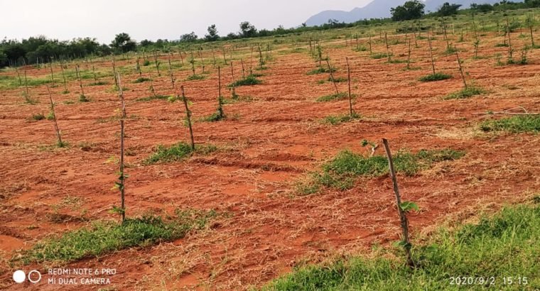 Red Sandalwood Plantation Plots For Sale at Podili, Prakasam District.