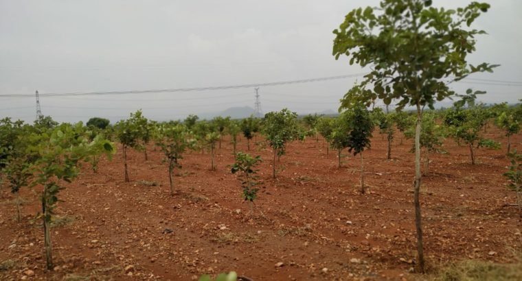 Red Sandalwood Plantation Plots For Sale at Podili, Prakasam District.