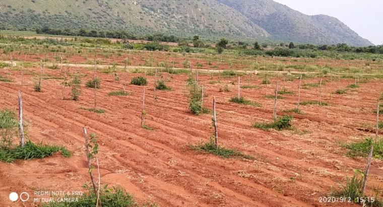 Red Sandalwood Plantation Plots For Sale at Podili, Prakasam District.