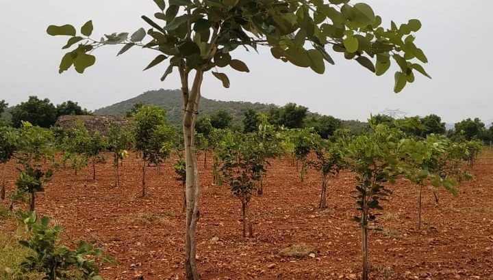 Red Sandalwood Plantation Plots For Sale at Podili, Prakasam District.