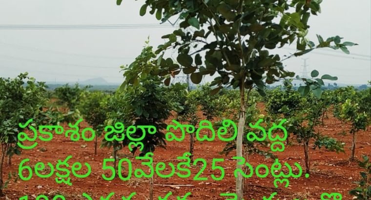 Red Sandalwood Plantation Plots For Sale at Podili, Prakasam District.