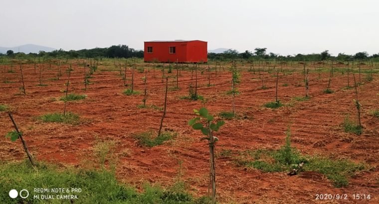 Red Sandalwood Plantation Plots For Sale at Podili, Prakasam District.