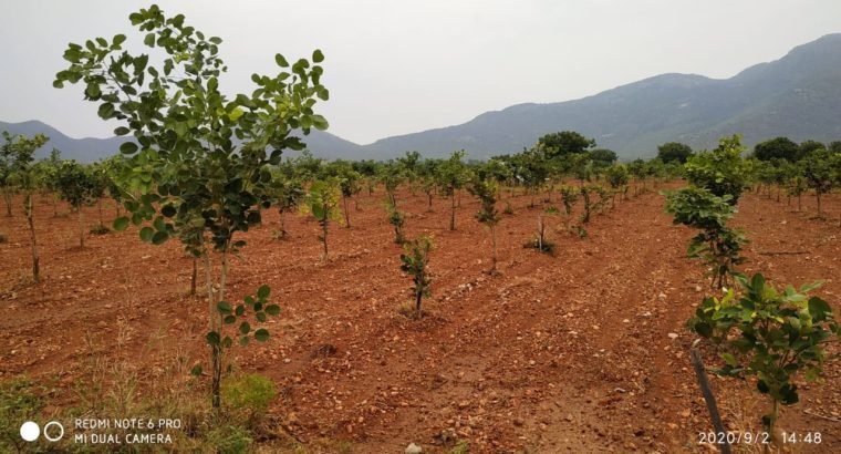 Red Sandalwood Plantation Plots For Sale at Podili, Prakasam District.