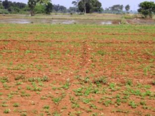 Agricultural Land for Lease at Thirumalayapalem Mandal, Khammam Dist.