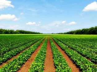 Agriculture Land for Sale at Andhra Pradesh & Telangana