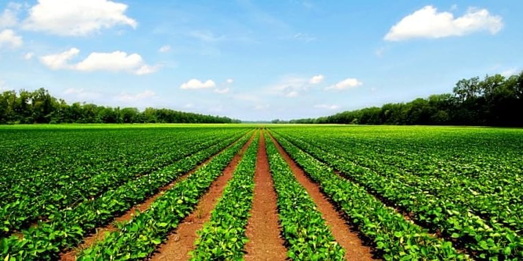 Agriculture Land for Sale at Andhra Pradesh & Telangana