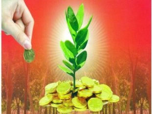 Farm Land with Red Sandal Plants For Sale at Bhoomireddy Village, Prakasam Dist